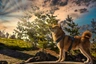 Shiba inu Dogs Informace - velikost, povaha, délka života & cena | iFauna
