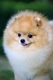 Pomeranian Dogs Breed | Facts, Information and Advice | Pets4Homes