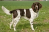 German Longhaired Pointer Dogs Breed - Information, Temperament, Size & Price | Pets4Homes