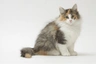 Norská lesní kočka Cats Informace - velikost, povaha, délka života & cena | iFauna
