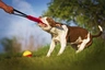 Americký pitbulteriér Dogs Informace - velikost, povaha, délka života & cena | iFauna