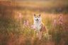 Japanese Shiba Inu Dogs Breed - Information, Temperament, Size & Price | Pets4Homes