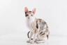 Cornish Rex Cats Breed - Information, Temperament, Size & Price | Pets4Homes