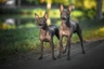 Americký bezsrstý teriér Dogs Informace - velikost, povaha, délka života & cena | iFauna