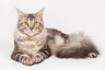 Mainská mývalí kočka Cats Informace - velikost, povaha, délka života & cena | iFauna
