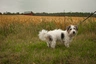 Sporting Lucas Terrier Dogs Raza - Características, Fotos & Precio | MundoAnimalia