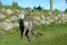 Deerhound Dogs Raza - Características, Fotos & Precio | MundoAnimalia