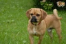 Puggle Dogs Breed - Information, Temperament, Size & Price | Pets4Homes