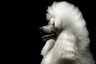 Poodle Dogs Breed | Facts, Information and Advice | Pets4Homes