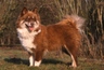 Finnish Lapphund Dogs Breed | Facts, Information and Advice | Pets4Homes