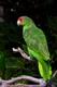 Amazoňan zelenolící Birds Informace - velikost, povaha, délka života & cena | iFauna