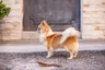 Chihuahua Dogs Razza - Prezzo, Temperamento & Foto | AnnunciAnimali