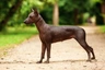Mexican Hairless Dogs Breed | Facts, Information and Advice | Pets4Homes