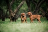 Rhodéský ridgeback Dogs Informace - velikost, povaha, délka života & cena | iFauna