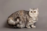 Exotic shorthair Cats Razza - Prezzo, Temperamento & Foto | AnnunciAnimali