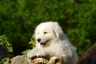 Maremmansko-abruzský pastevecký pes Dogs Informace - velikost, povaha, délka života & cena | iFauna