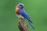 Salašník modrý Birds Informace - velikost, povaha, délka života & cena | iFauna
