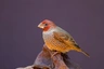 Amadina červenohlavá Birds Informace - velikost, povaha, délka života & cena | iFauna