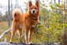 Finnish Spitz Dogs Breed - Information, Temperament, Size & Price | Pets4Homes