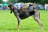 Grand Bleu De Gascogne Dogs Breed - Information, Temperament, Size & Price | Pets4Homes