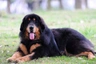 Tibetan Mastiff Dogs Breed - Information, Temperament, Size & Price | Pets4Homes
