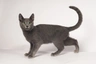 Russian Blue Cats Breed - Information, Temperament, Size & Price | Pets4Homes