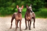 Mexican Hairless Dogs Breed | Facts, Information and Advice | Pets4Homes