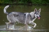 Northern Inuit Dogs Breed - Information, Temperament, Size & Price | Pets4Homes