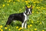 Boston Terrier Dogs Breed | Facts, Information and Advice | Pets4Homes