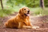 Golden Retriever Dogs Ras: Karakter, Levensduur & Prijs | Puppyplaats