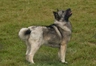 Norsk Buhund Dogs Raza - Características, Fotos & Precio | MundoAnimalia