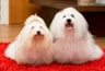 Coton de Tuléar Dogs Informace - velikost, povaha, délka života & cena | iFauna