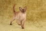 Burmés Cats Raza - Características, Fotos & Precio | MundoAnimalia