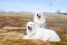 Berghond van de Maremmen en Abruzzen Dogs Ras: Karakter, Levensduur & Prijs | Puppyplaats