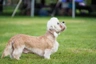 Dandie Dinmont teriér Dogs Informace - velikost, povaha, délka života & cena | iFauna