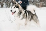 Alaskan Malamute Dogs Razza - Prezzo, Temperamento & Foto | AnnunciAnimali