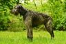 Irish Wolfhound Dogs Breed | Facts, Information and Advice | Pets4Homes