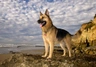 Pastore tedesco Dogs Razza - Prezzo, Temperamento & Foto | AnnunciAnimali