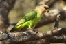 Papoušek hnědohlavý Birds Informace - velikost, povaha, délka života & cena | iFauna