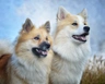 Pastor Islandés Dogs Raza - Características, Fotos & Precio | MundoAnimalia
