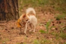 Chihuahua Dogs Raza - Características, Fotos & Precio | MundoAnimalia