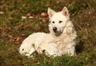 Mudi Dogs Informace - velikost, povaha, délka života & cena | iFauna