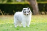 Shetland Sheepdog (Sheltie) Dogs Ras: Karakter, Levensduur & Prijs | Puppyplaats