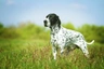 Auvergneský ohař krátkosrstý Dogs Informace - velikost, povaha, délka života & cena | iFauna