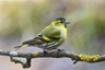 Čížek lesní Birds Informace - velikost, povaha, délka života & cena | iFauna