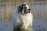 Pyrenean Mastiff Dogs Breed | Facts, Information and Advice | Pets4Homes