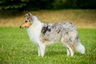 Schotse Herdershond langhaar Dogs Ras: Karakter, Levensduur & Prijs | Puppyplaats