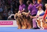 Briard Dogs Breed - Information, Temperament, Size & Price | Pets4Homes