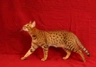 Ocicat Cats Raza - Características, Fotos & Precio | MundoAnimalia