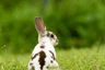 Rex Rabbits Breed - Information, Temperament, Size & Price | Pets4Homes